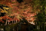 赤坂山公園　紅葉
