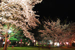 赤坂山公園　桜